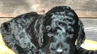 Ruby’s puppies 4 wks old