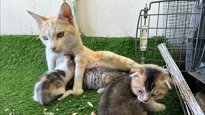 Video 8237981: scottish fold kitten, scottish fold kitty, cats kittens scottishfold cutecat, scottishfold kitten catlover, scottishfold cat kitten cute