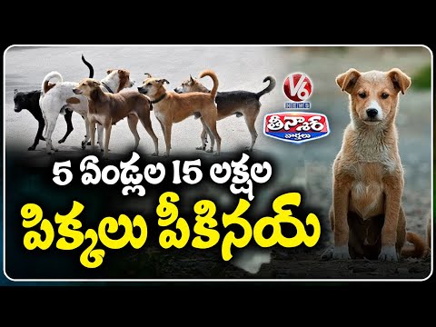 Stray Dogs Terrorize Telangana | 15 Lakh Dog Bite Cases Reported in 5 Years  | V6 Teenmaar - V6NEWSTELUGU