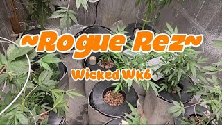 S2:E18-Wicked Wk 6: Rogue Rez