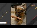 Shelter dog heartbroken after family rejects him over looks