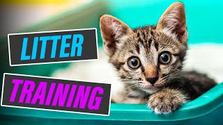 Quick and Effective Tips for Litter Training Your Kitten by Fuzzies Pet Grooming 464 views 8 months ago 5 minutes, 44 seconds