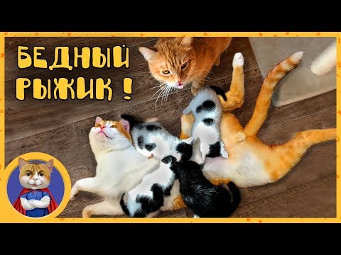 Стадо маленьких, но очень диких и голодных котят