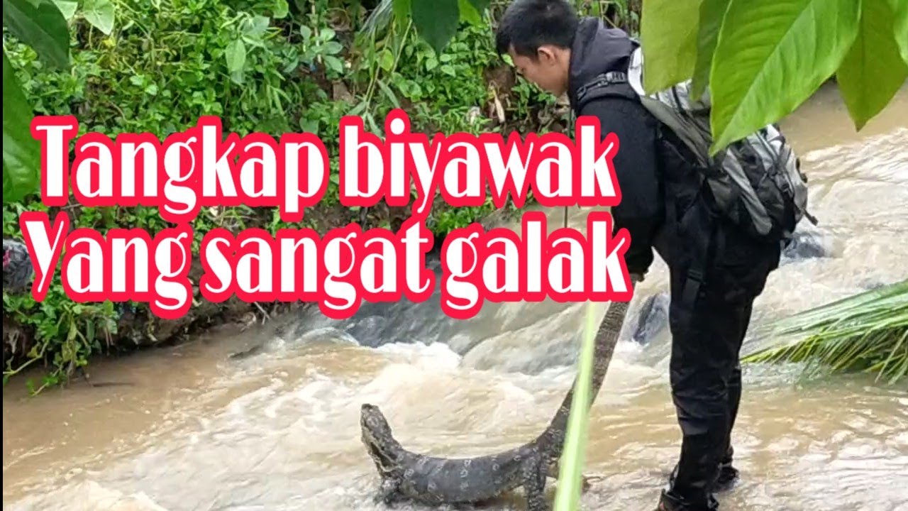 Ikut herping chanel sahabat alam || Tangkap biyawak yang sangat galak
