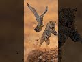 falcon vs leopard