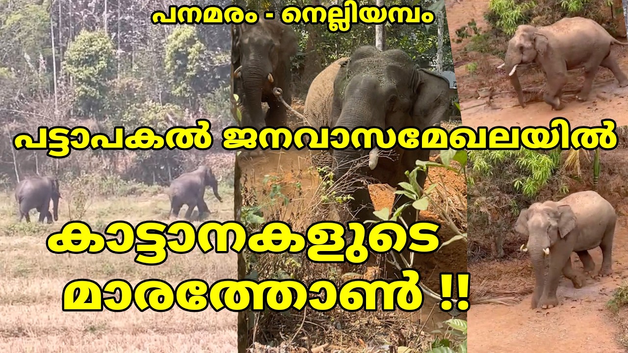 പനമരം - നെല്ലിയമ്പം പട്ടാപകൽ ജനവാസമേഖലയിൽ കാട്ടാനകളുടെ മാരത്തോൺ #elephant #forest #wayanad
