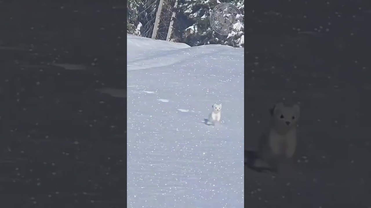 Meet the Ferret 🐾 The Sneaky, Funny, Smart Little Escape Artist  