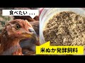 【比内地鶏】米ぬか発酵飼料の作り方