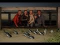 Phillip Island Penguin Parade and Australian Wildlife Experiences around Melbourne