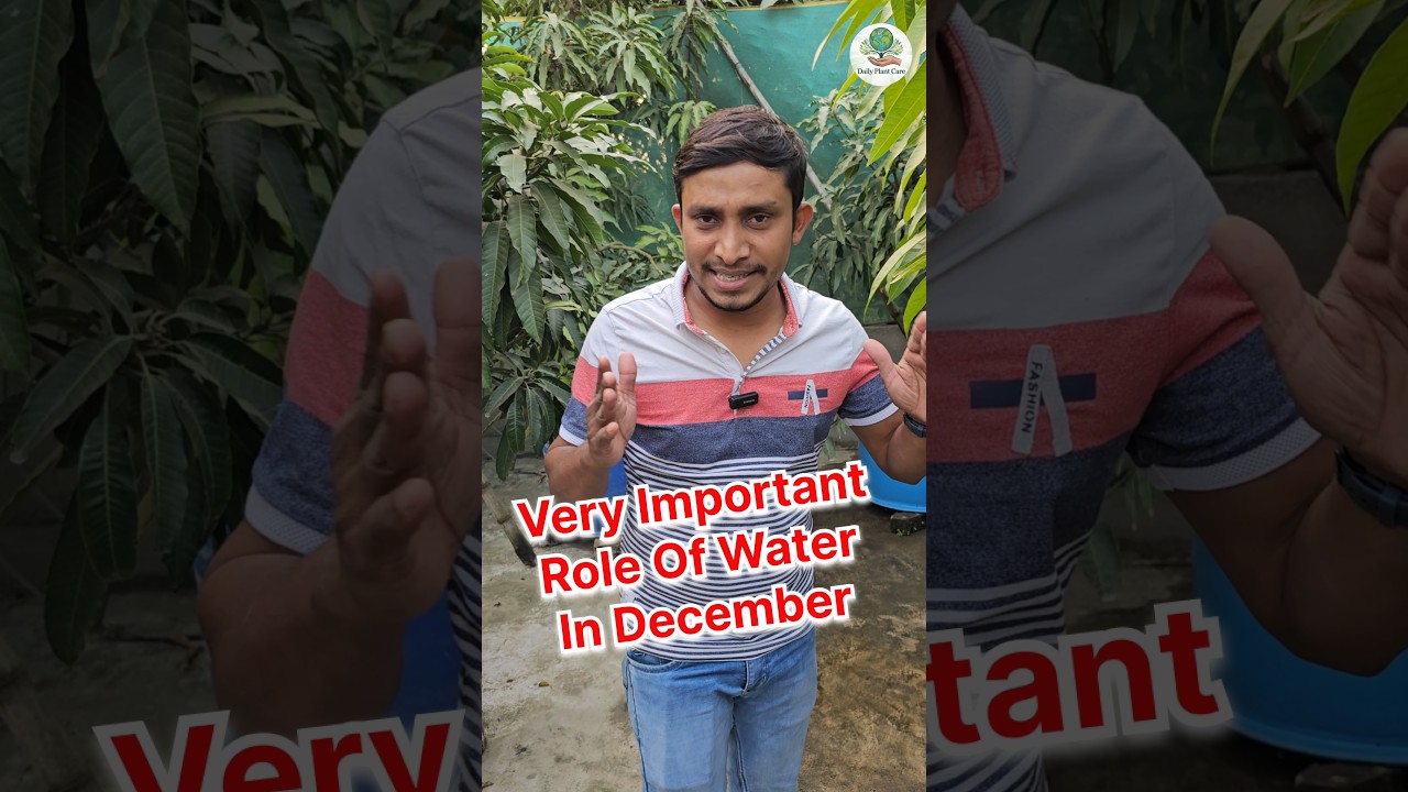 Very Important Role Of Water In December Month #fruit #mangovarieties #mangofruit #mangos #ytshorts