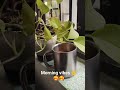 morning vibes,morning with nature #mountains #plant #indoorplant