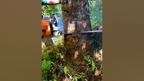 cutting down a big coconut tree is exciting#wood#chainsaw#lumberjack#woodworking#cuttingdowntrees