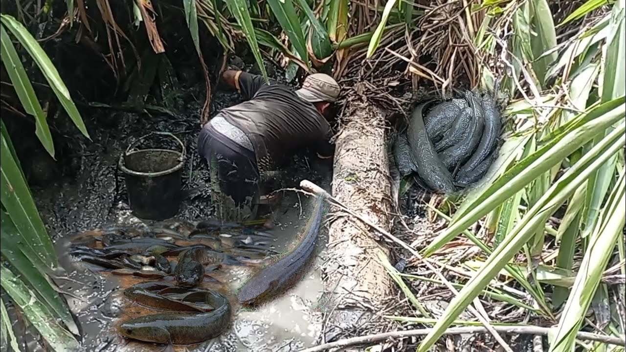 ТРЯСЕТСЯ!! Много пересохших болот. Из-за засушливого сезона в стволах этих деревьев гнездится мно...