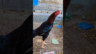 Aseel Murga | lalukhet Aseel Murga market video #birdsmarket #aseel #aseelmurga #birds #pets