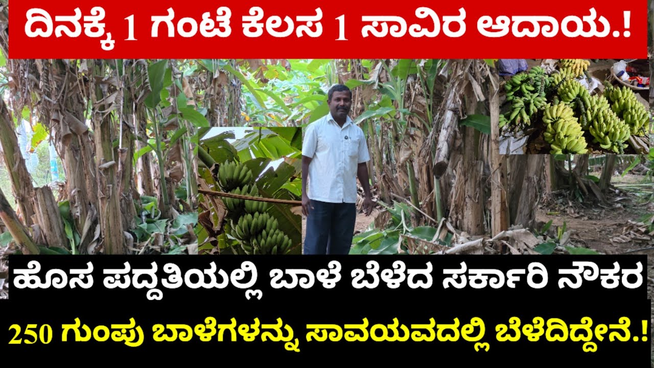 ದಿನಕ್ಕೆ 1 ಗಂಟೆ ಕೆಲಸ 1 ಸಾವಿರ ಆದಾಯ.! ಹೊಸ ಪದ್ಧತಿಯಲ್ಲಿ 250 ಗುಂಪು ಬಾಳೆಗಳನ್ನು ಬೆಳೆದ ಸರ್ಕಾರಿ ನೌಕರ.! 