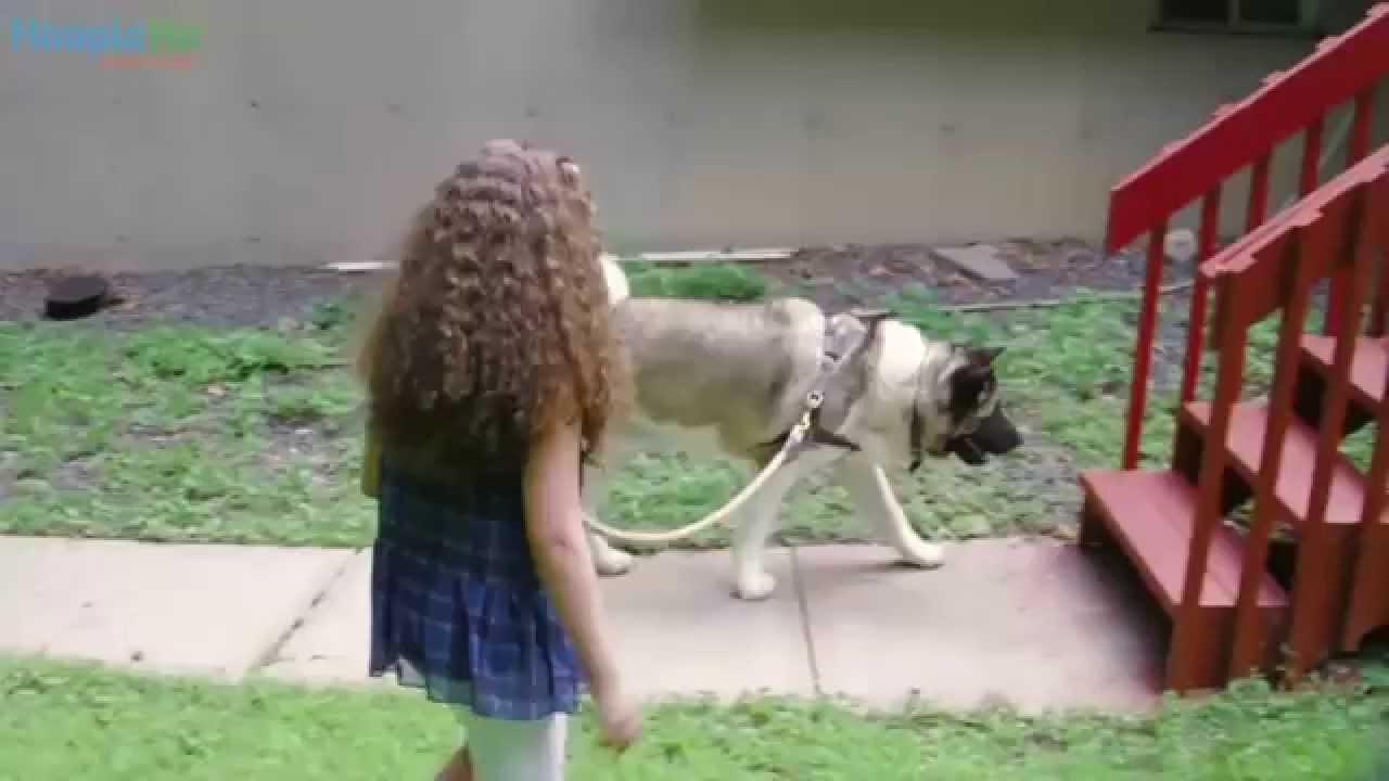 Spartacus The Incredible Therapy Dog Lifts Spirits - YouTube