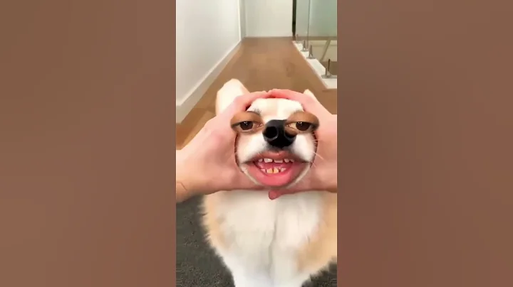 Puppy 🐶 fun #puppy #funny #cutedog #pets #cute #ilovegadgets #comedyvideos #comedy #gadgests