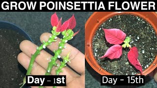 How to Grow Poinsettia Plant | Grow Poinsettia From Cuttings