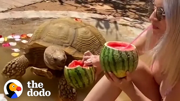 175 Pound Tortoise Is The King Of His Household | The Dodo - DayDayNews