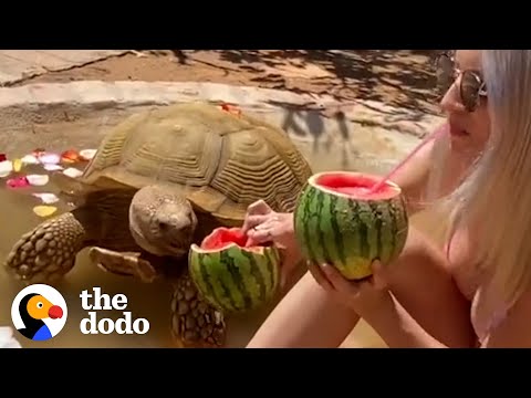 Video: Pet Scoop: 150-Pound Tortoise Funnet Roaming City, Pup Pics Heve penger for veldedighet