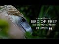 Philippine Eagle Conservation Quiz