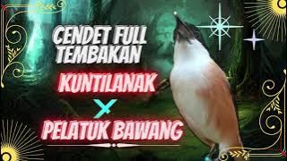 Masteran Cendet Full Tembakan Kuntilanak dan Pelatuk Bawang