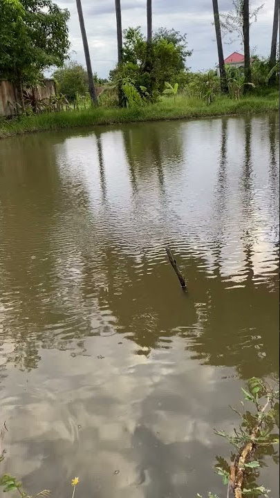 fishing by hook​ Episode 28 - Fun fishing videos, Amazing cast net fish #netfishing | By Fishing168