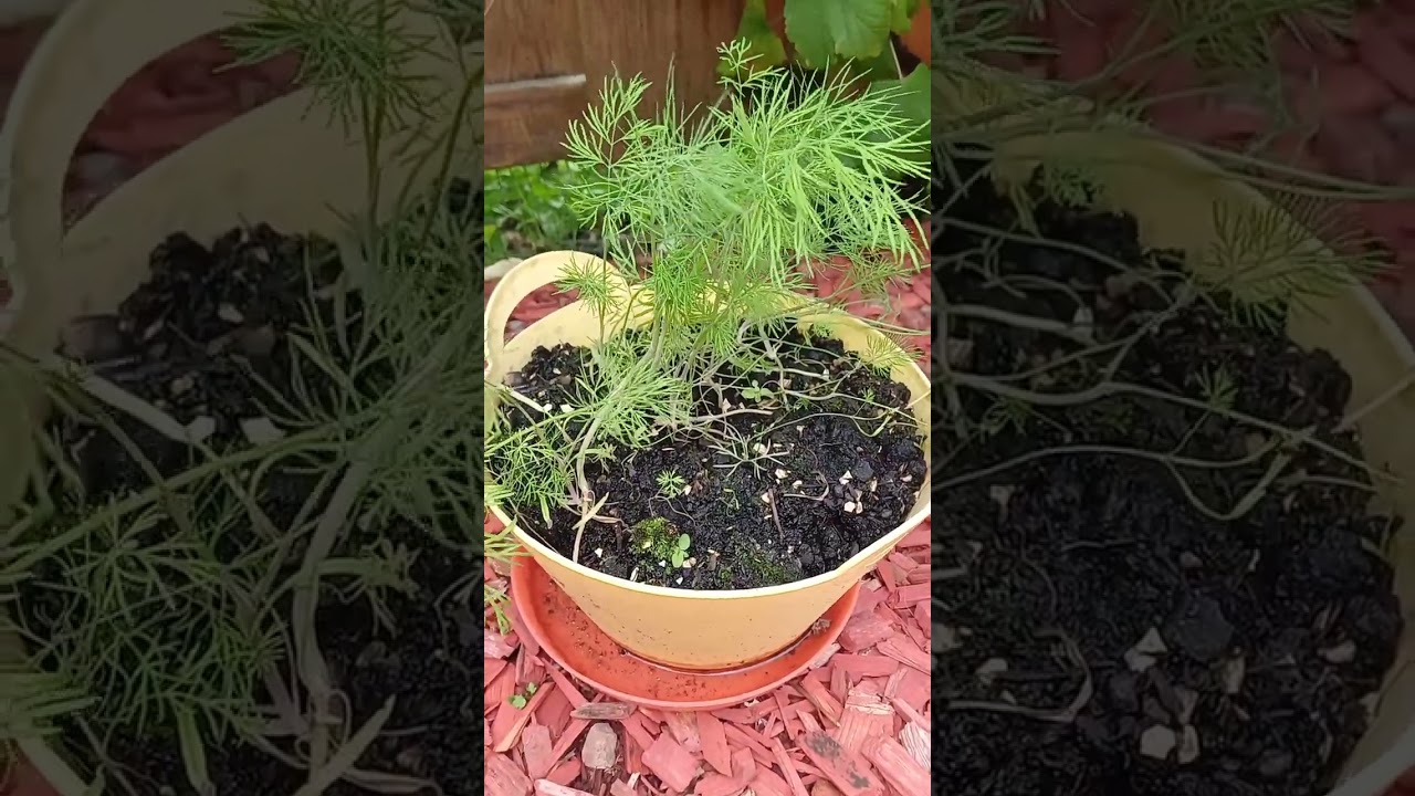 Dill-icious Secrets: Why This Herb Deserves a Spot in Your Garden!