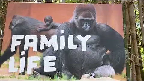 Gorilla Winston family ゴリラ　ウィンストン家族　サンディエゴサファリパーク