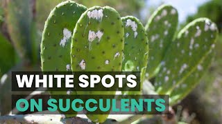 WHAT ARE THOSE WHITE SPOTS ON YOUR SUCCULENTS? | SUCCULENTS CARE TIPS