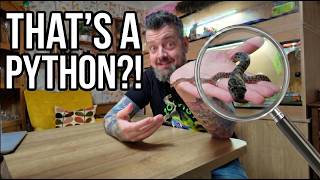This Tiny Snake Is Incredible! Meet The Pygmy Python