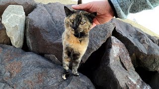 海の岩場を登ると、可愛いサビ猫が待っていてくれた
