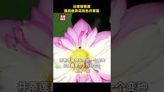 难得一见！云南普者黑现同柄异花双色并蒂莲，长成概率为十万分之一 | 财经风云