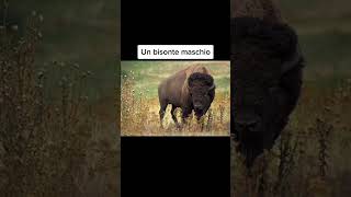 Animali Più Grandi Di Quanto Pensi À