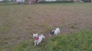 French bulldog walking another bulldog :) by mbeslic 370 views 8 years ago 1 minute, 13 seconds