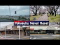 Yokosuka Naval Base Tour With Its Fully Bloomed Cherry Blossom