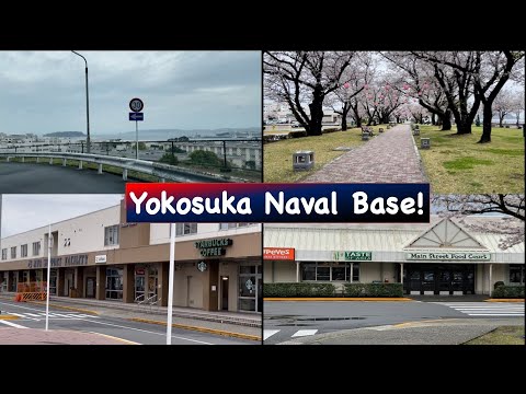 Yokosuka Naval Base Tour With Its Fully Bloomed Cherry Blossom