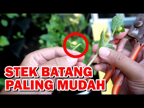 CARA MUDAH MENANAM BUNGA DAHLIA DENGAN STEK BATANG