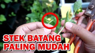 CARA MUDAH MENANAM BUNGA DAHLIA DENGAN STEK BATANG