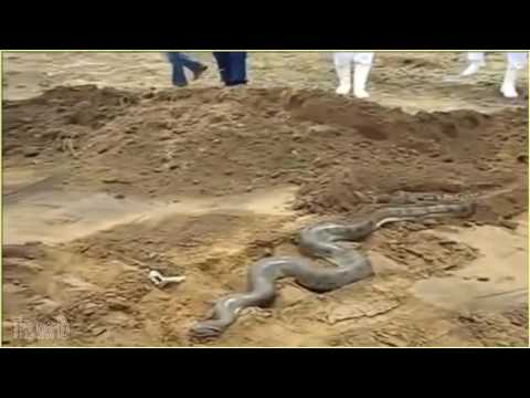 Video: Si e matni madhësinë e rripit gjarpërinj?