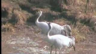 Dancing Cranes at Hornborgasjön Sweden 2008