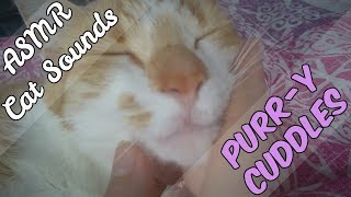 ASMR Cat: Purry Cuddles with Nacho (LoFi, No Talking, Purring)