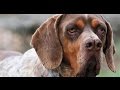 Perdiguero de Burgos (Burgos Pointer dog) - Raza de Perros