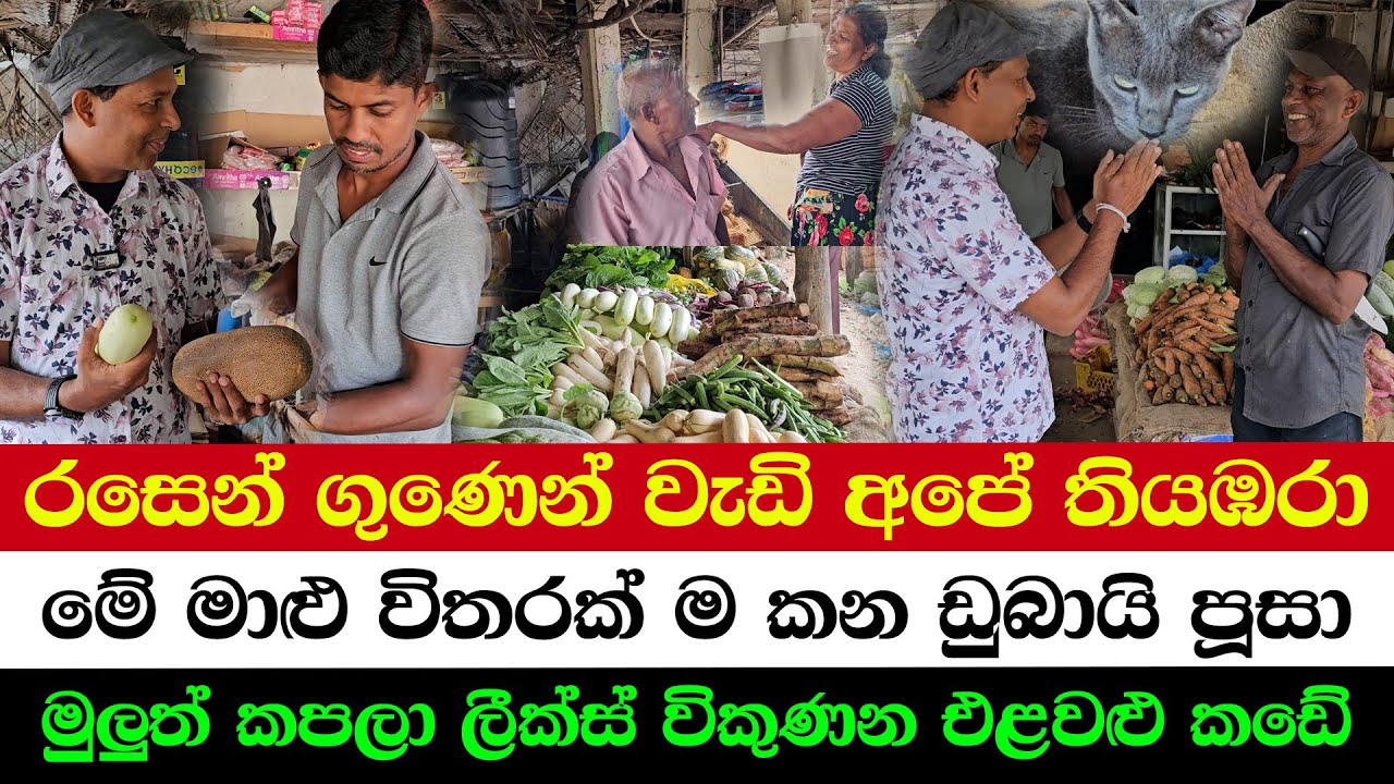 The Cucumber You've Never Seen Before | The Fish-Only Cat from Dubai