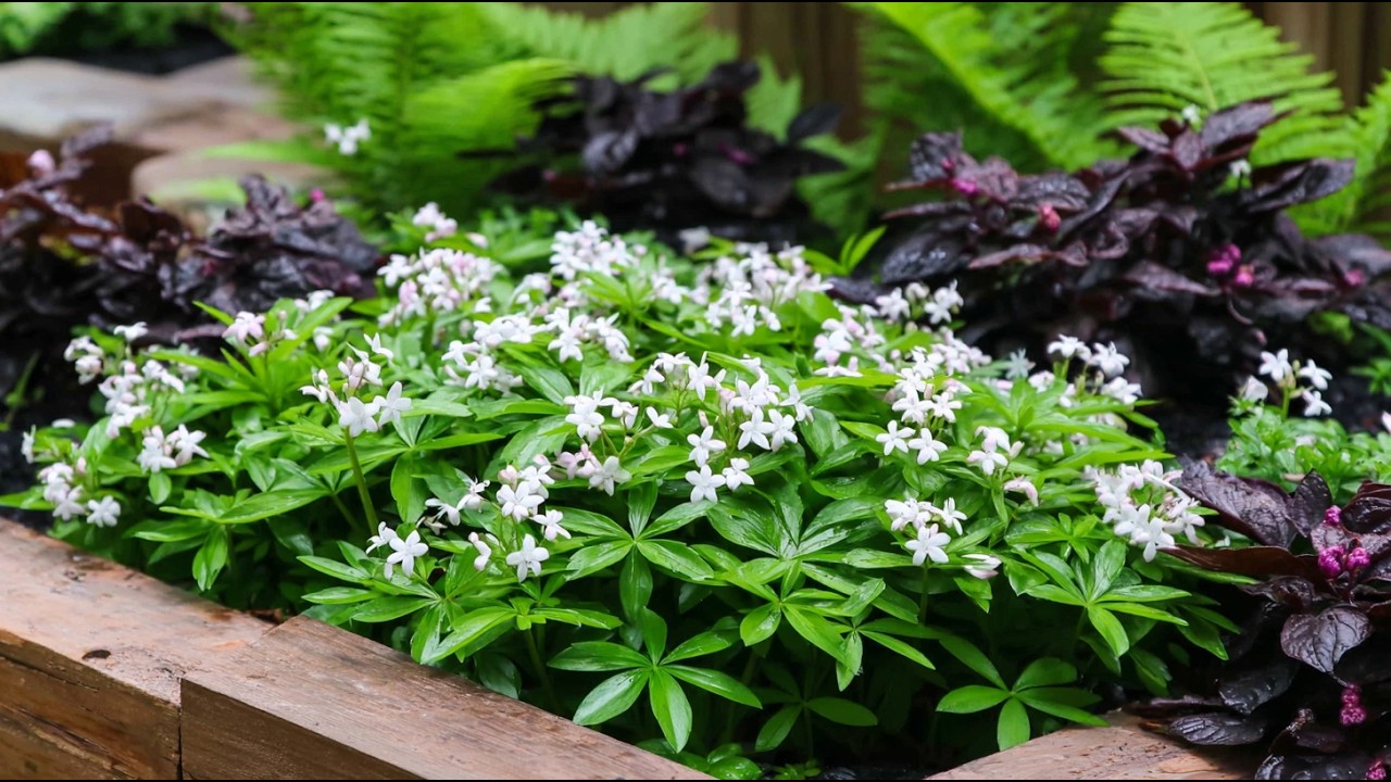 15 Best Low Maintenance Ground Cover Plants for Small Front Yard Home Garden!