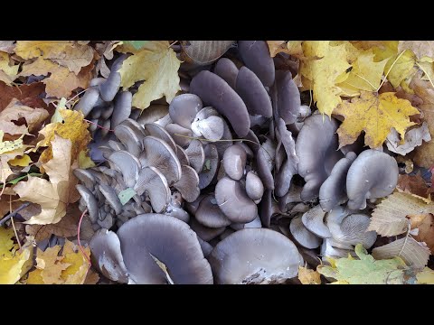 Время сбора ВЕШЕНКИ 🧺👍,  Говорушки димчатой,  Зонтик краснеющий!!!