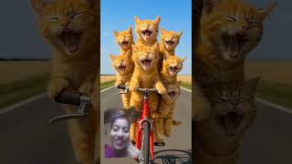 .cat.ket.bili.kamed.bidio