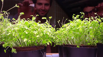 Connected greenhouse to bring agriculture in cities