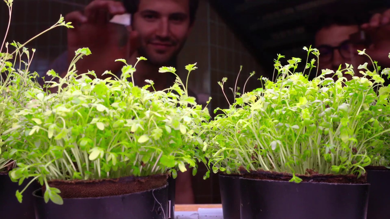Connected greenhouse to bring agriculture in cities