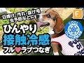 【犬猫の服 フルオブビガー】ひんやり接触冷感フルラブつなぎ(ダックス・小型・中型・大型犬用)